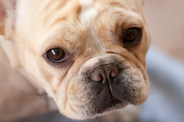 Adorable French Bulldog