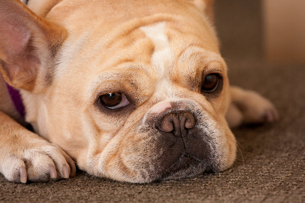 Adorable French Bulldog