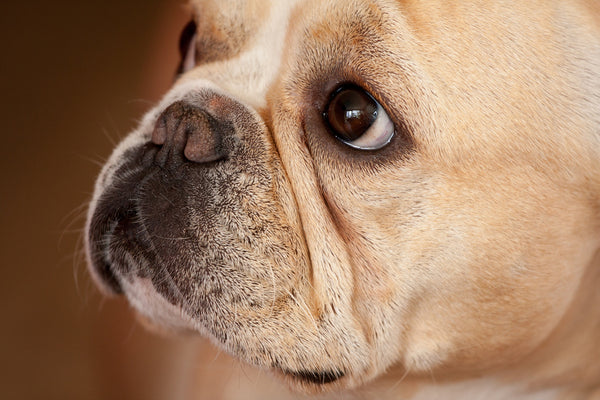 Adorable French Bulldog