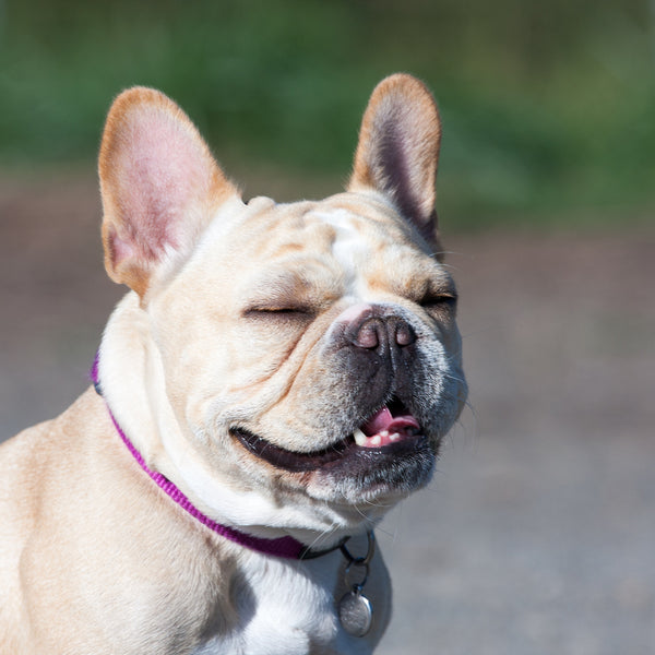 Adorable French Bulldog