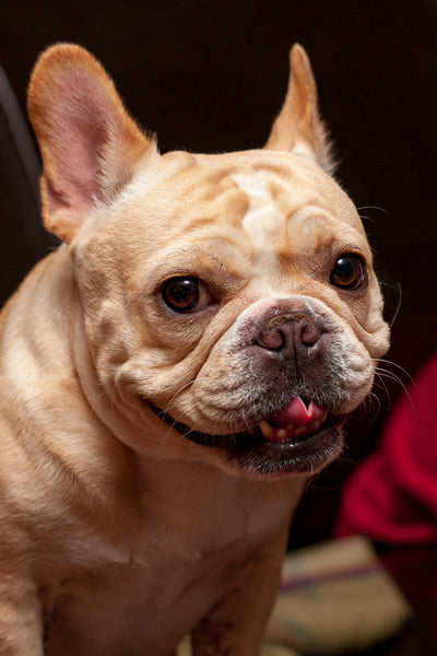 Adorable French Bulldog