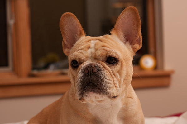 Adorable French Bulldog