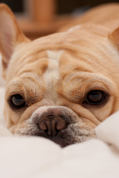 Adorable French Bulldog